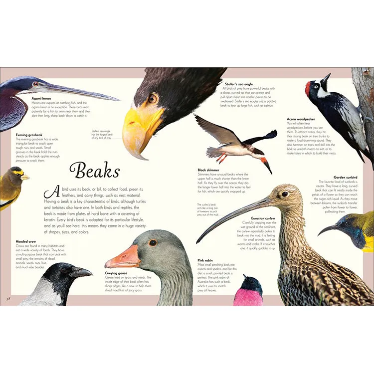 An Anthology of Exquisite Birds